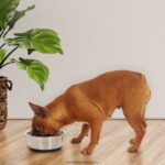 дом и начин на живот бг BLACK+DECKER вендуза купа за домашни любимци 6,69 инча V8R6ZD243 - Image 2