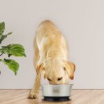 дом и начин на живот бг BLACK+DECKER вендуза купа за домашни любимци 8,26 инча V8R6ZD244 - Image 2